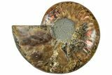 Cut & Polished Ammonite Fossil (Half) - Madagascar #310725-1